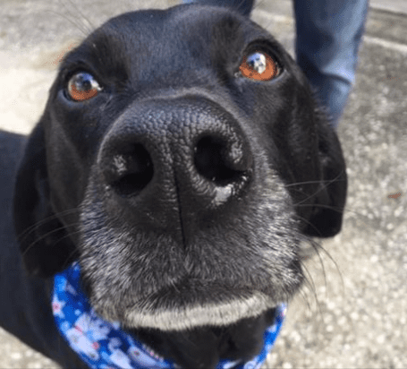 Sometimes my dog's breath is bad!