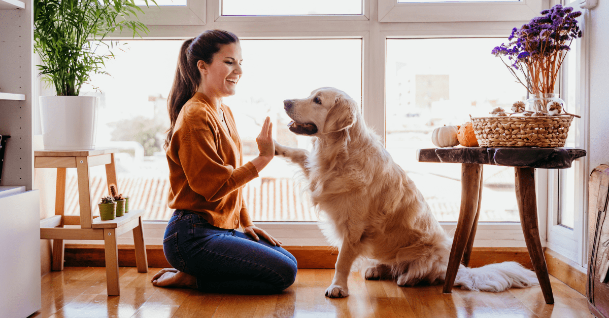 Dog Training Treats