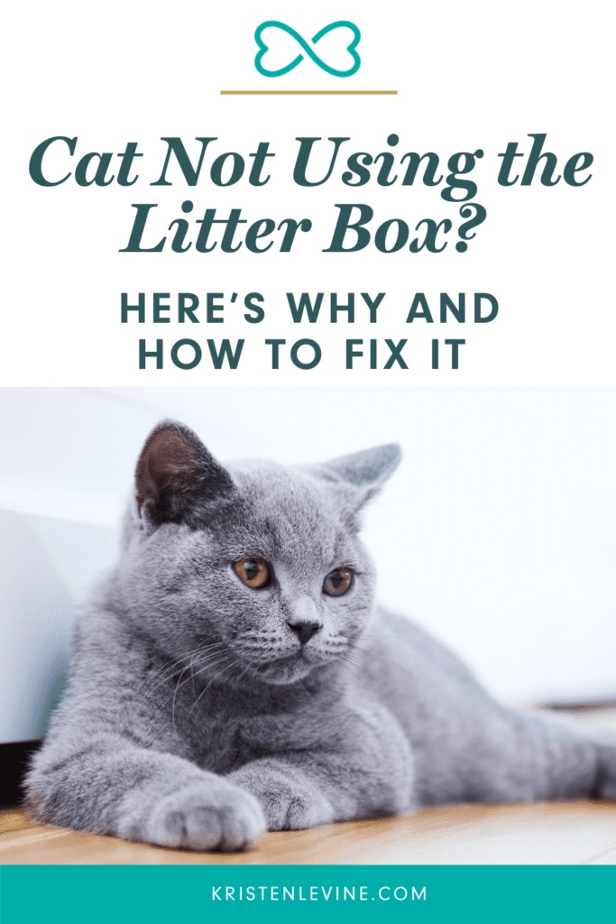 Cat not using litter? Here's why and how to fix it.