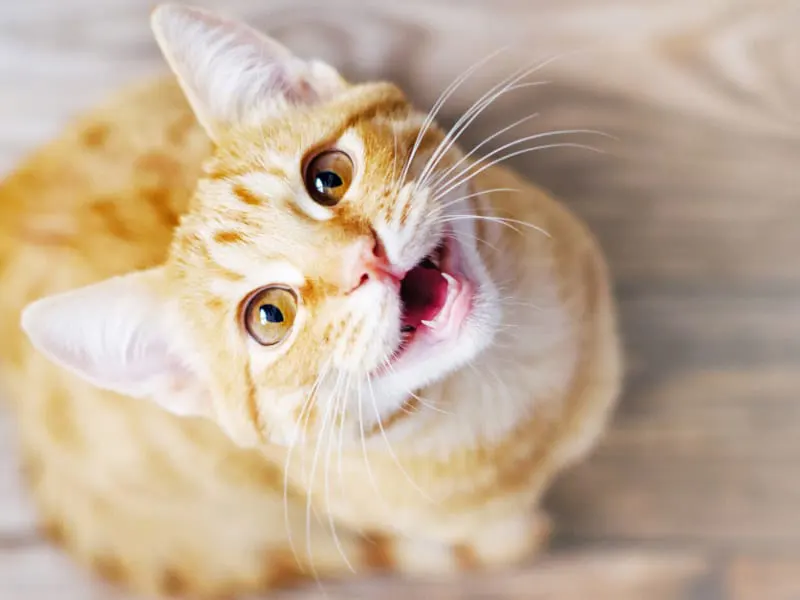 Cat Meowing Non-Stop Blog Header