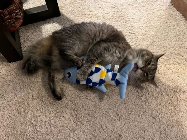 the groovy fish makes a great cat gift