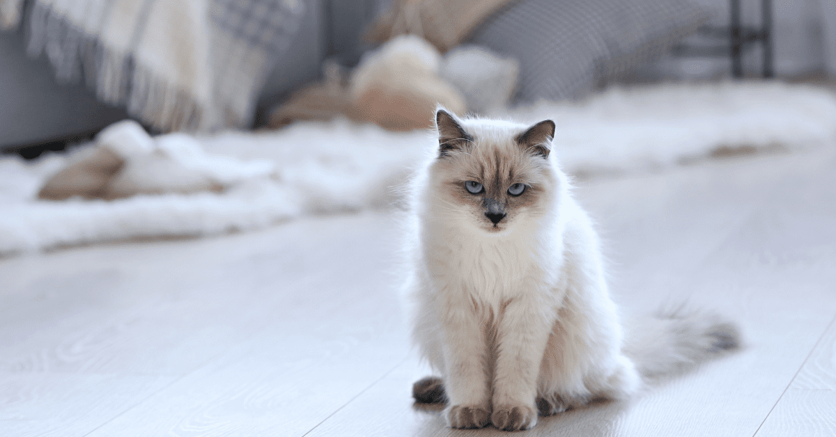 Stop your cat from peeing on the bed.