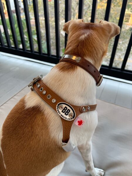 tulip wearing buddy belt