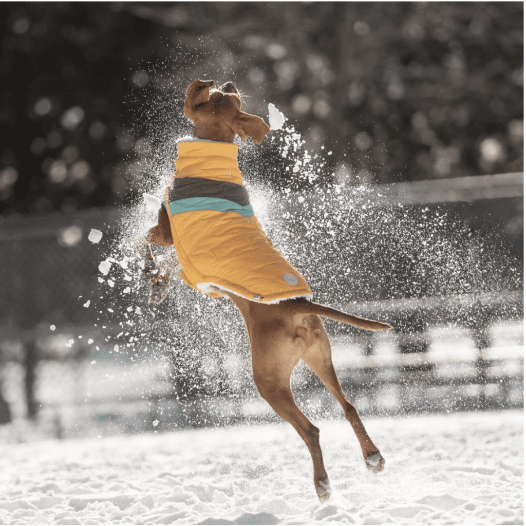dog puffer jacket from GPC