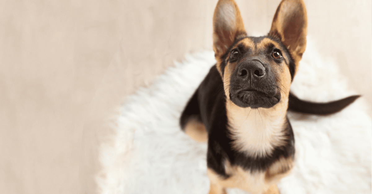 Dog looking up from carpet