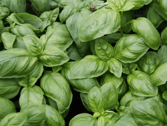 Basil