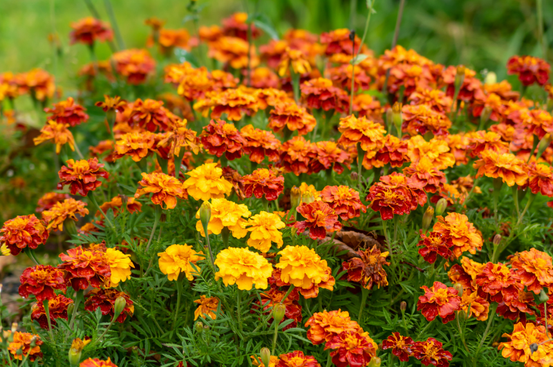 marigolds safe for dogs