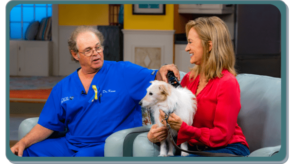 dr kane using b cure laser vet