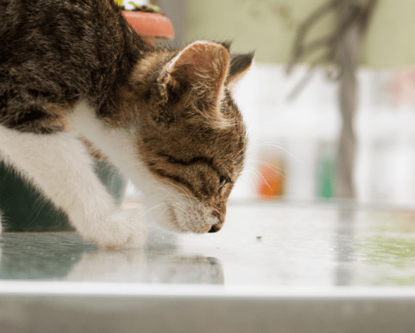 cat sniffing where pee was