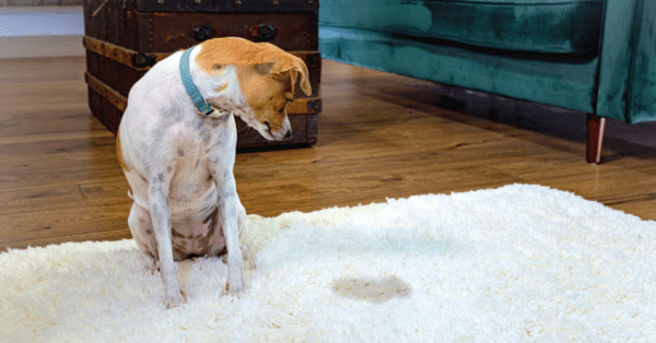 Dog looking at pee on carpet