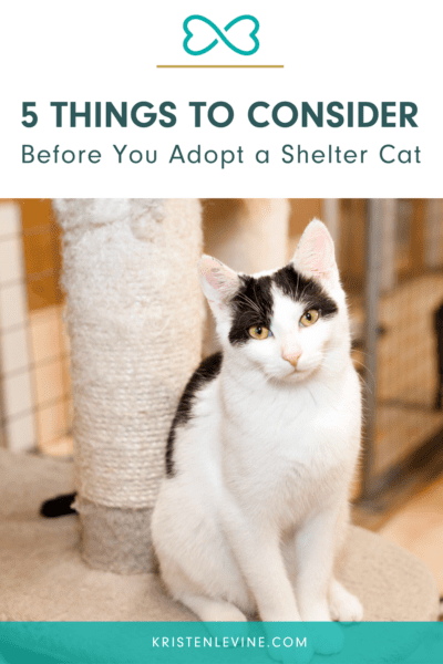5 things to consider before you adopt a shelter cat
