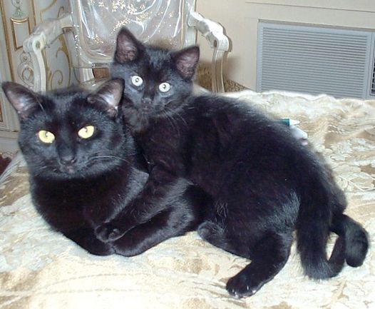 Photo of two black cats named Bailey and Kahlua