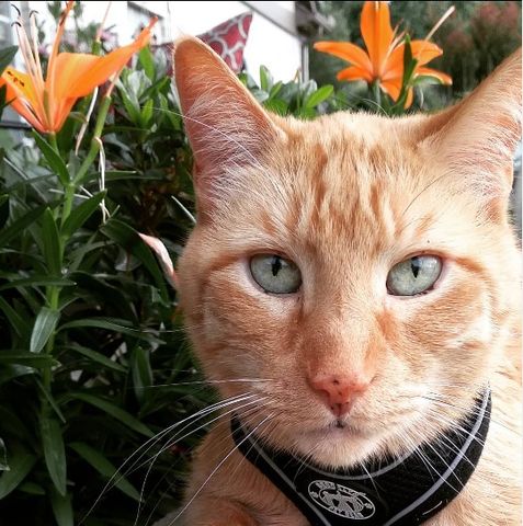 Photo of an orange cat named Cheeto