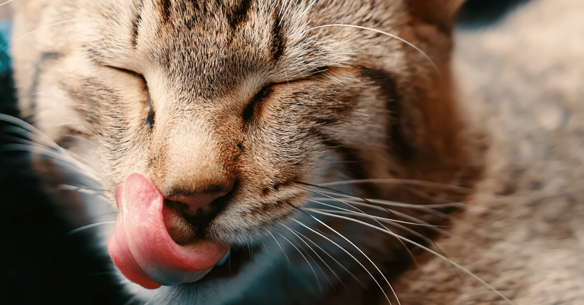 Cute food names for cats.