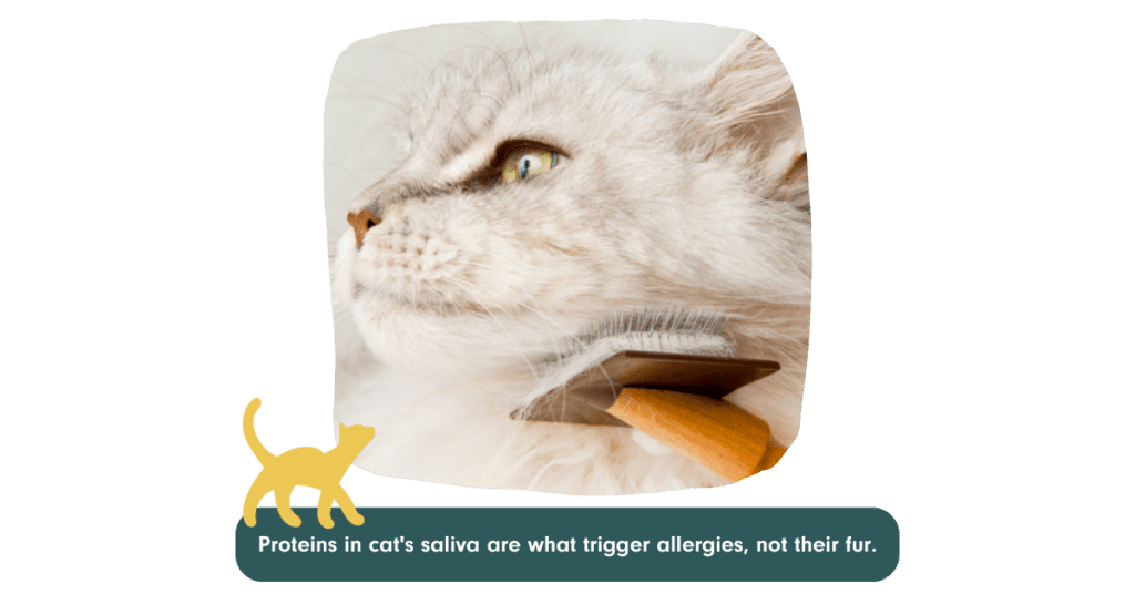 cat being groomed with a brush.
