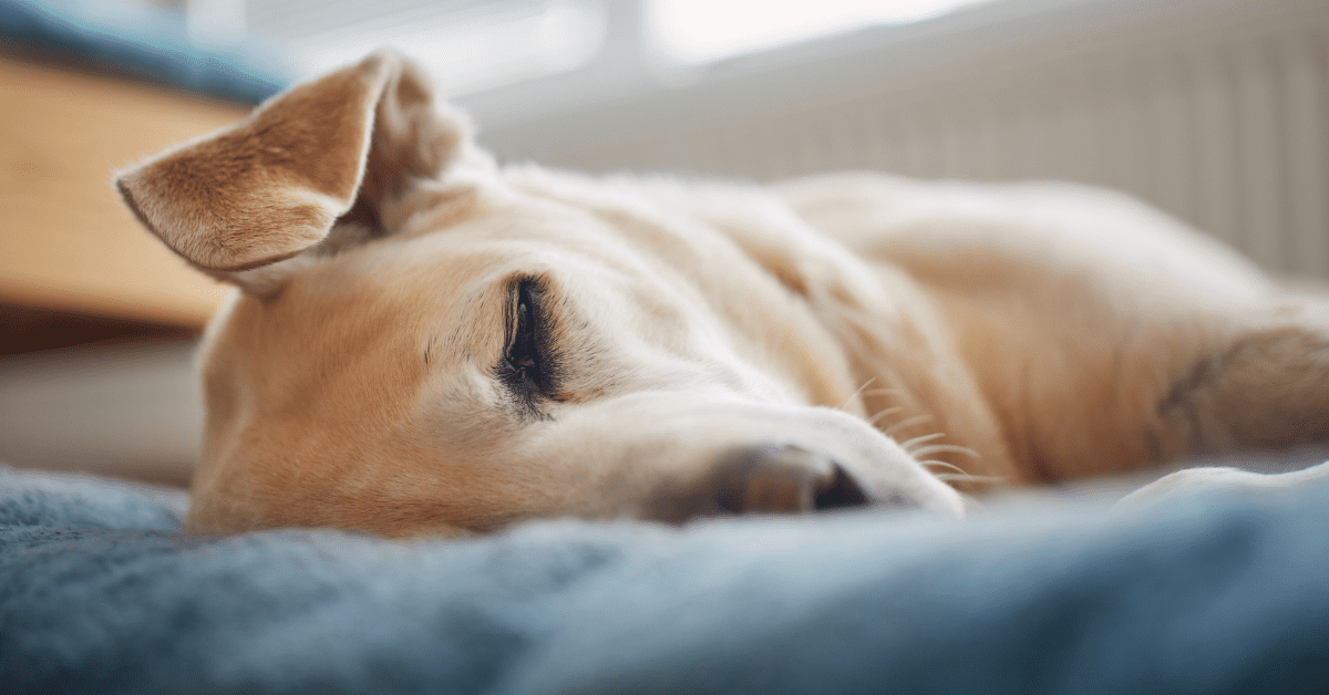 best dog bed for arthritis