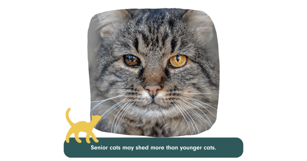 senior cats may shed more than younger cats.