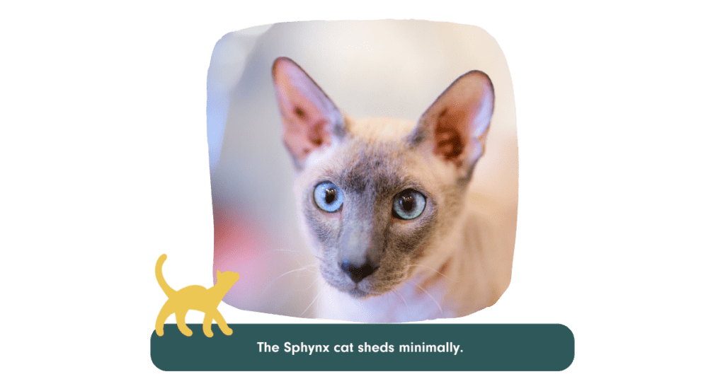 hairless cat breed