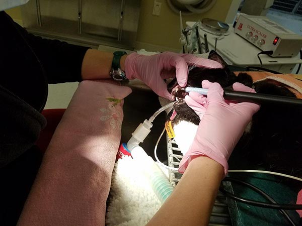 Photo of Olivia getting Anesthesia During Teeth Cleaning