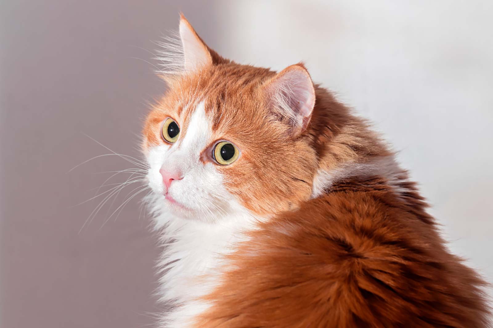 Photo of an orange cat