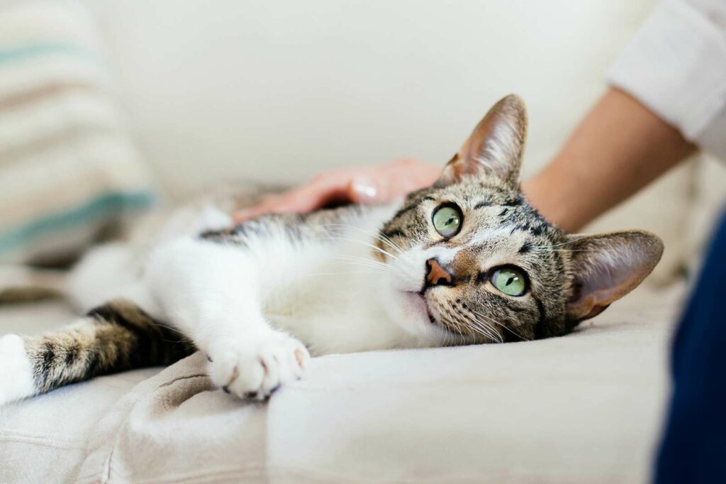 Photo Of A Gray And White Striped Cat Laying On A Couch Getting Petted