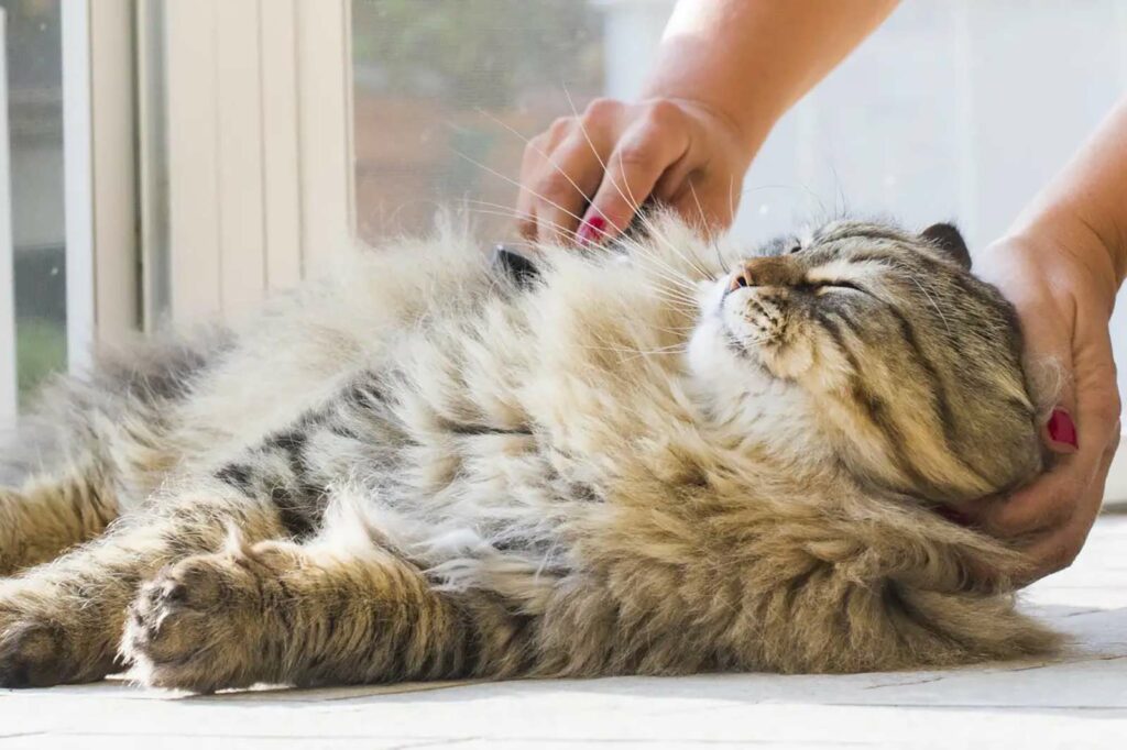 Photo Of A Gray And White Striped Cat Getting Brushed