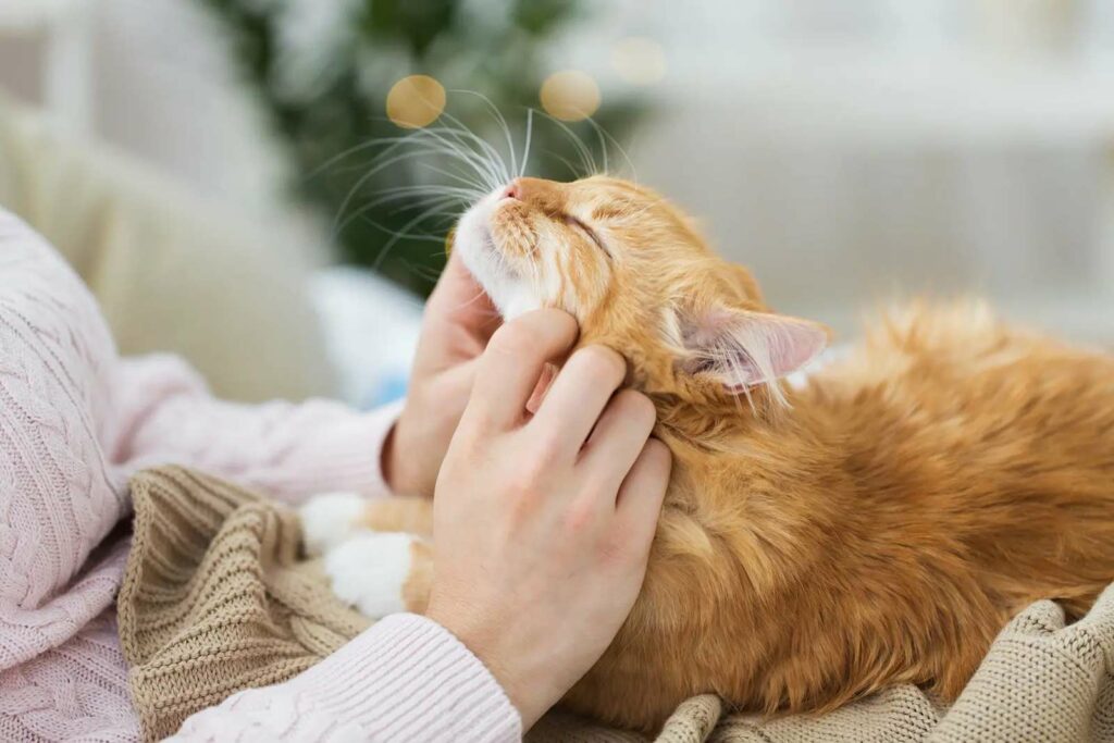 Photo Of An Orange Cat Laying In A Woman's Lap Getting His Chin Scratched