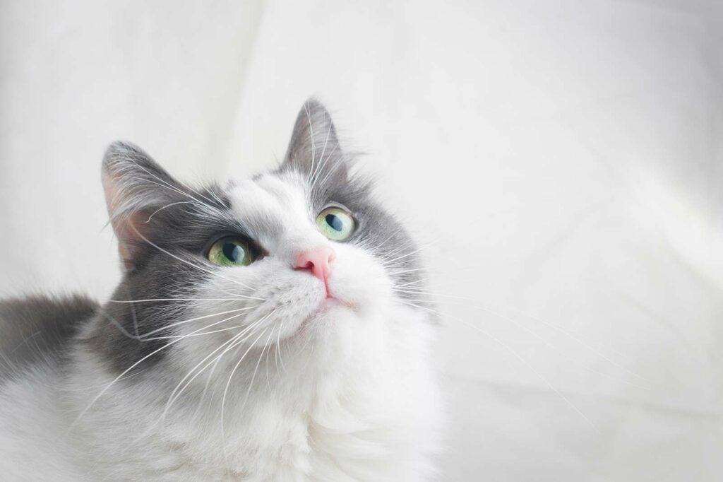 Photo Of A Gray And White Cat Looking Upward