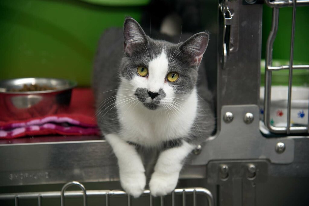 Photo Of A Gray And White Cat For Adoption Sitting In An Open Crate