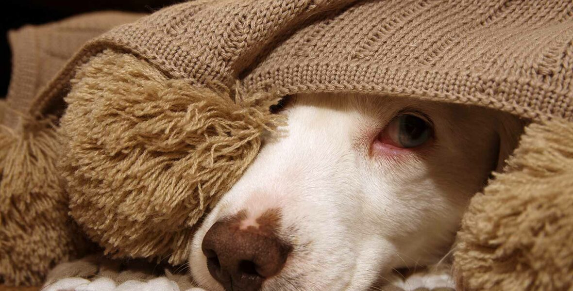 Photo Of A Dog Under A Blanket