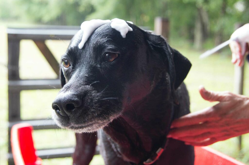 Photo Of A Black Labrador Getting A Bath Outside