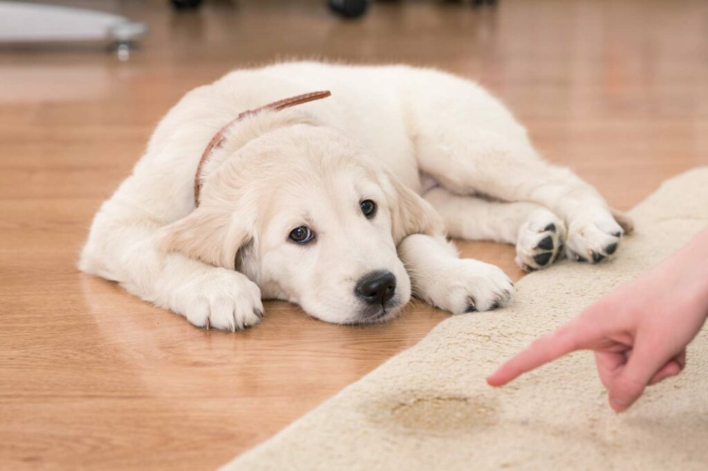 Photo Of A Golden Retriever Puppy Laying Next To A Rug With A Pee Stain On It