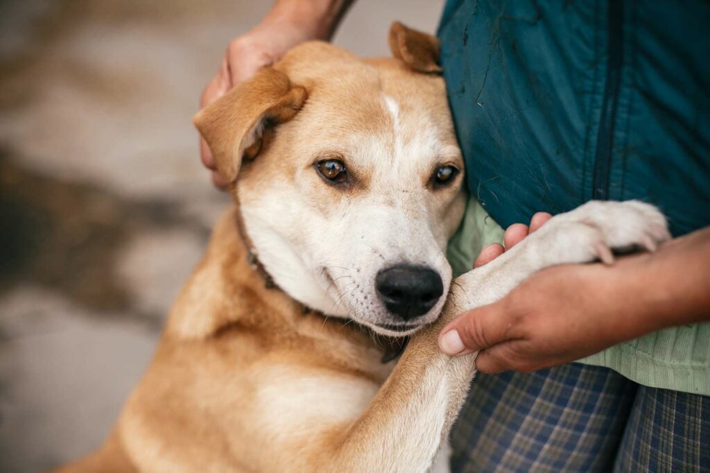 Photo Of A Red And White Dog Jumping Up For Some Love