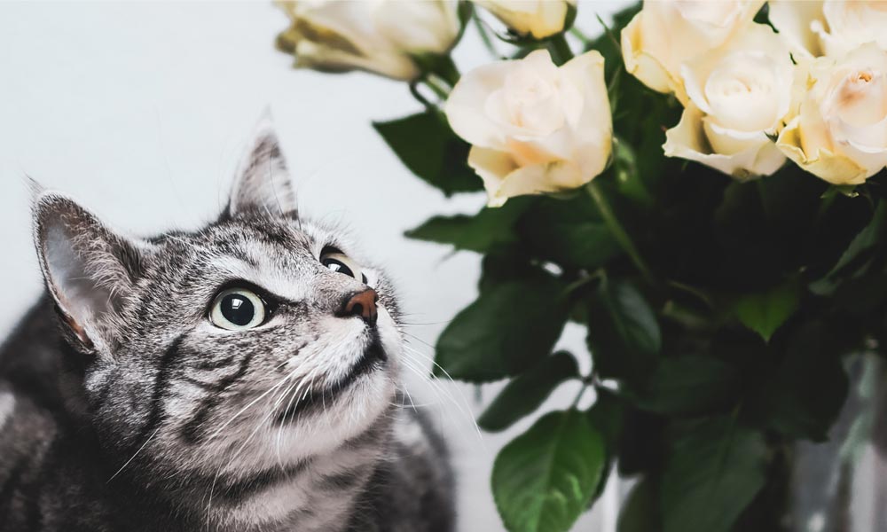 Photo Of A Gray Striped Cat Looking At Roses In A Vase