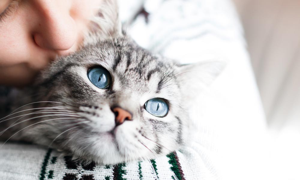 Photo Of A Person Kissing A Gray Striped Cat