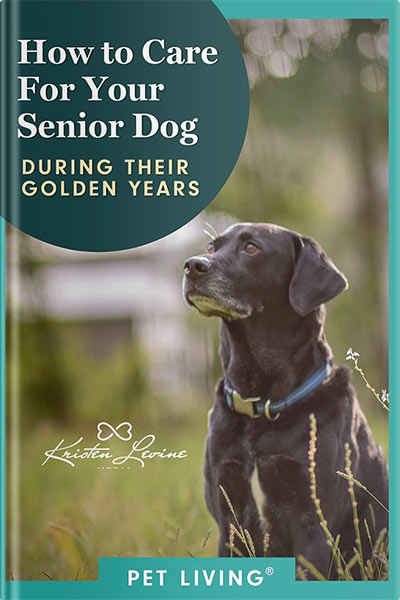 Book cover of How to Care for Your Senior Dog During Their Golden Years