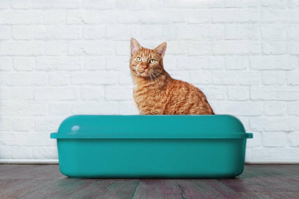 Photo Of An Orange Cat Sitting In A Turquoise Litter Box