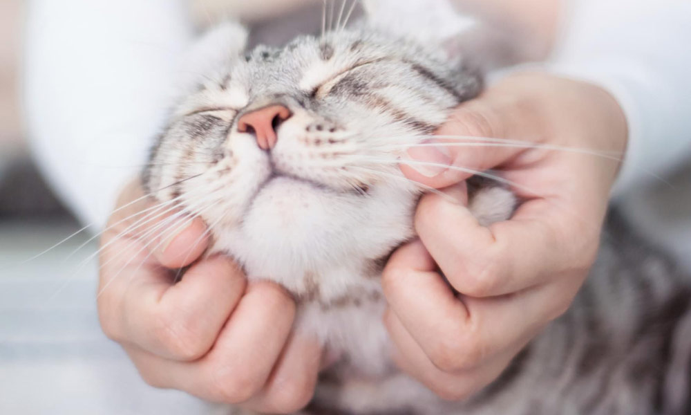 Photo Of A Person Petting A Gray Striped Cat