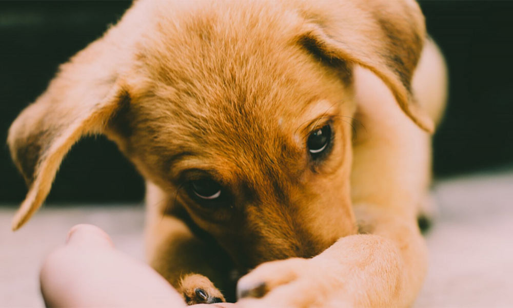 Photo of a puppy with red fur