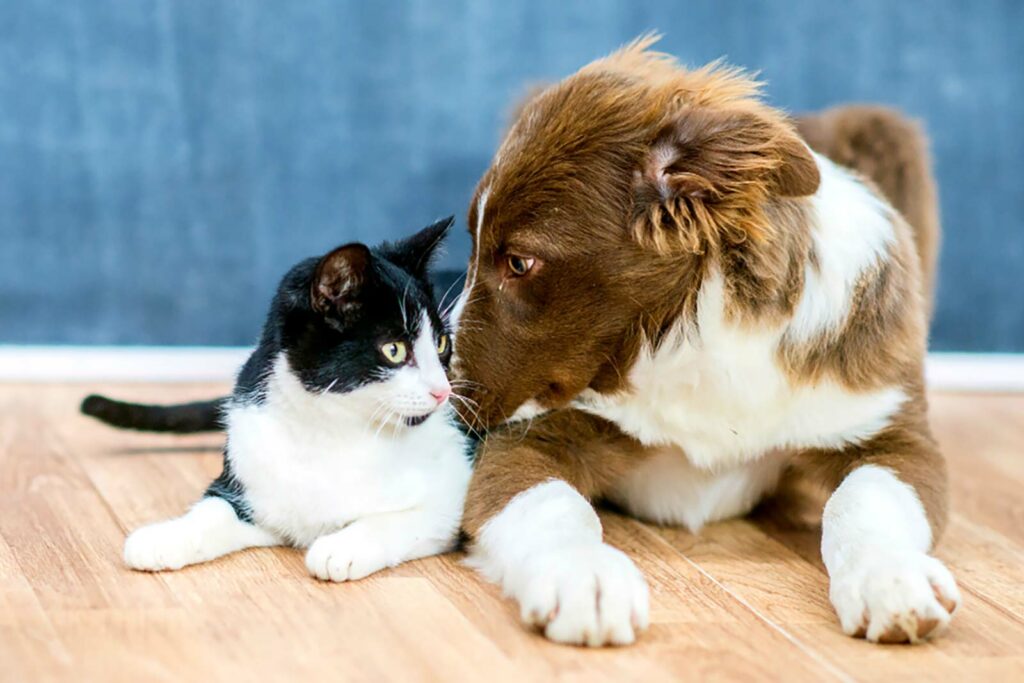 Photo Of A Dog And Cat Sitting Next To Each Other