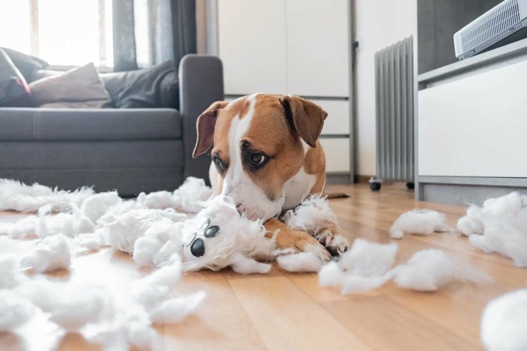 Photo Of A Dog That Has De-fluffed A Toy