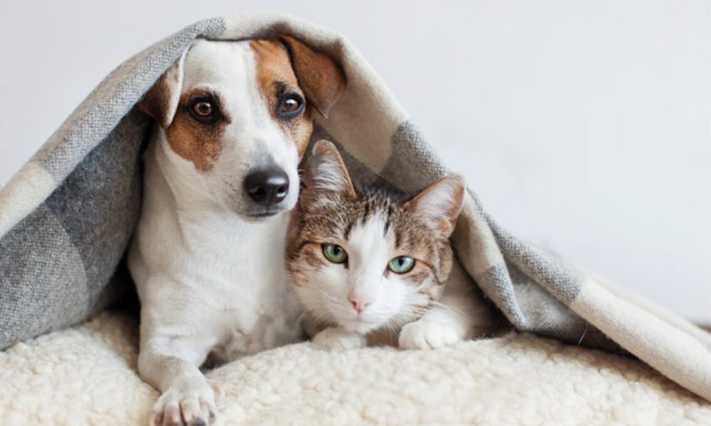 Photo of a dog and a cat laying together under a blanket